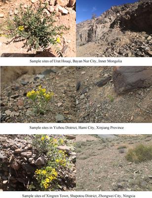 Multifaceted insights into the environmental adaptability of Arnebia guttata under drought stress
